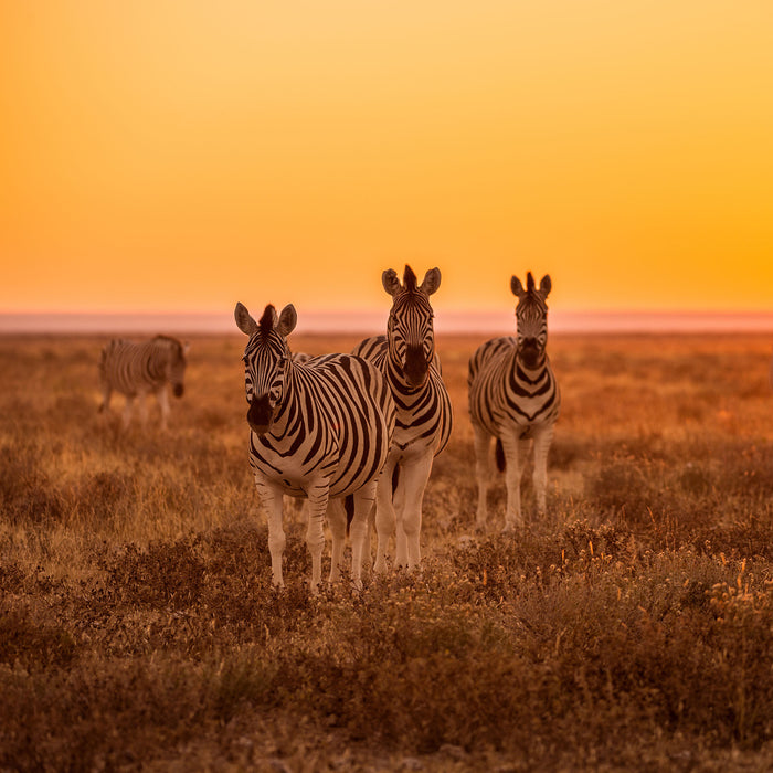 Zebra in der Savanne, Glasbild Quadratisch