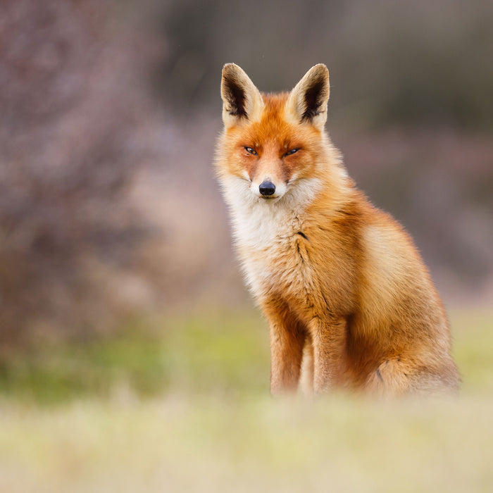 Listiger Fuchs, Glasbild Quadratisch