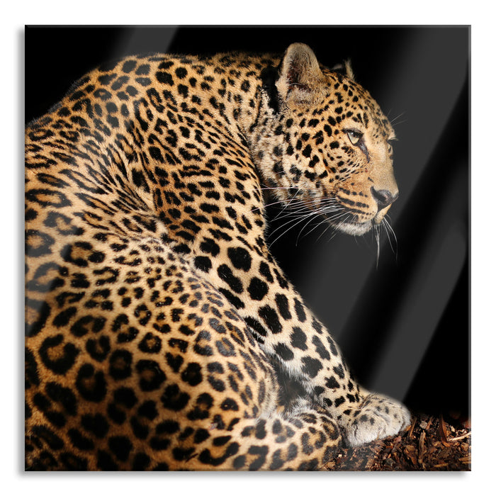 Pixxprint Anmutiger Leopard, Glasbild Quadratisch