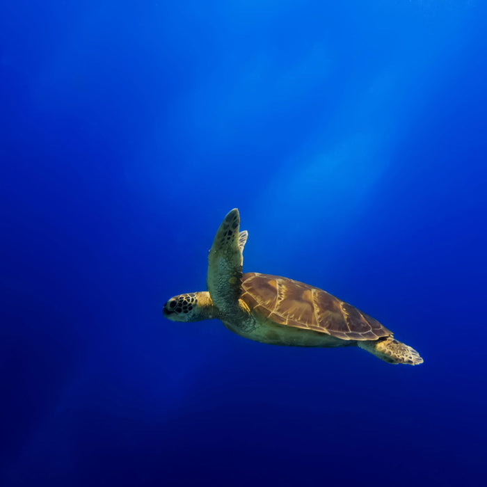 Alte Schildkröte im Meer, Glasbild Quadratisch