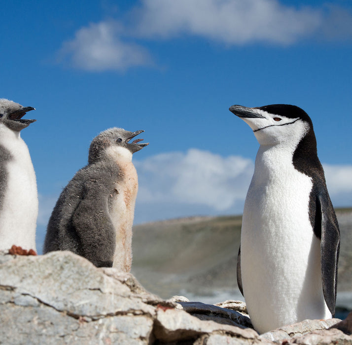 Pinguin mit süßen Küken, Glasbild Quadratisch