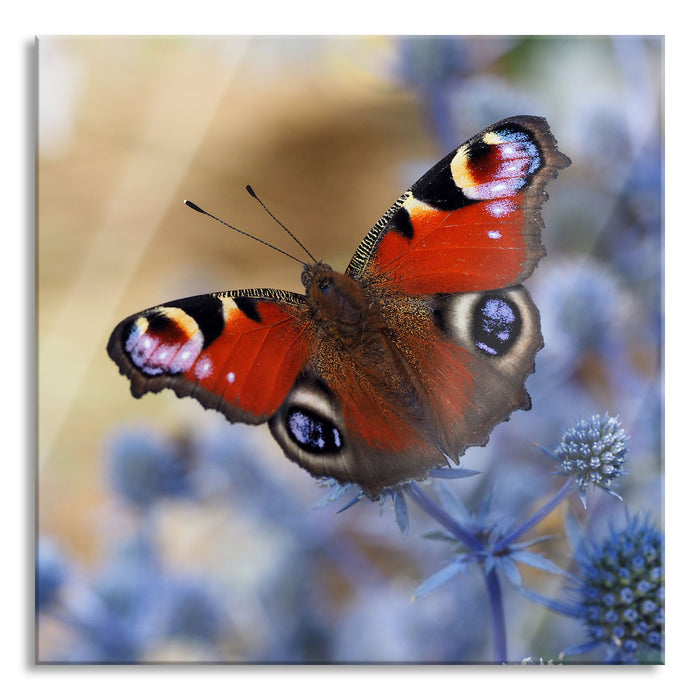 Pixxprint Schöner Schmetterling Pfauenauge, Glasbild Quadratisch