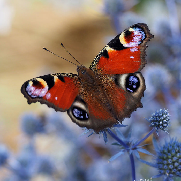 Schöner Schmetterling Pfauenauge, Glasbild Quadratisch