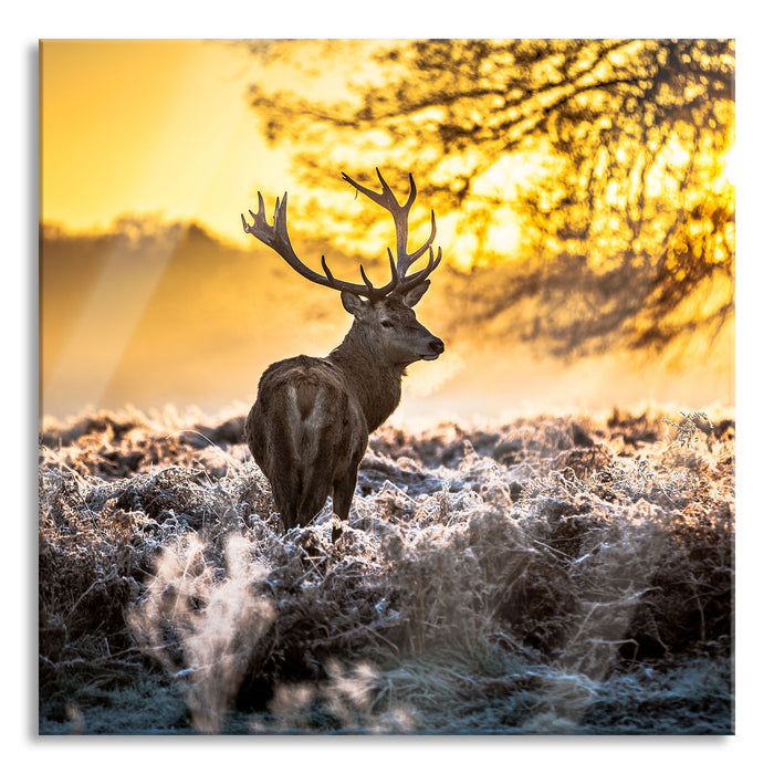 Hirsch im Wald, Glasbild Quadratisch