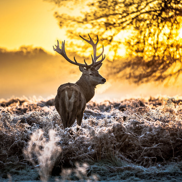 Hirsch im Wald, Glasbild Quadratisch