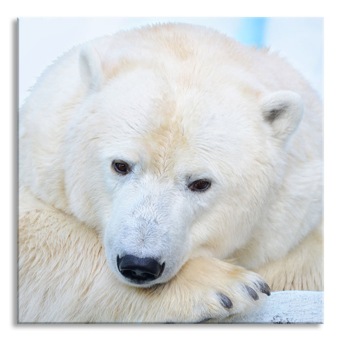 Nachdenklicher Eisbär, Glasbild Quadratisch