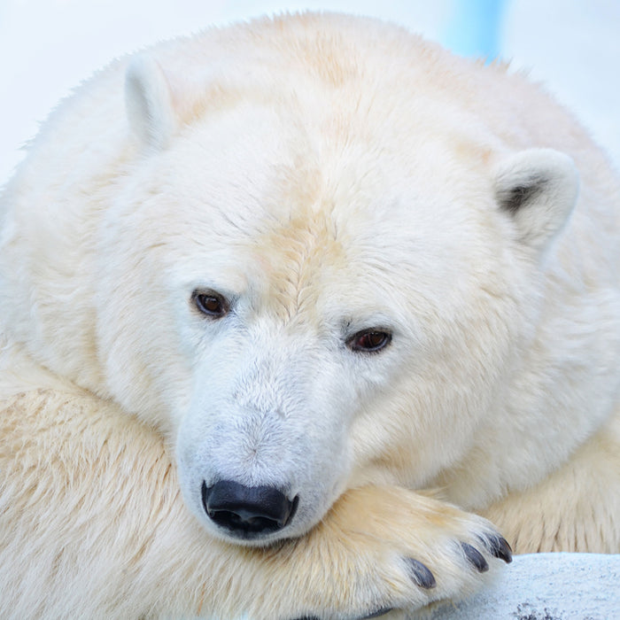 Nachdenklicher Eisbär, Glasbild Quadratisch