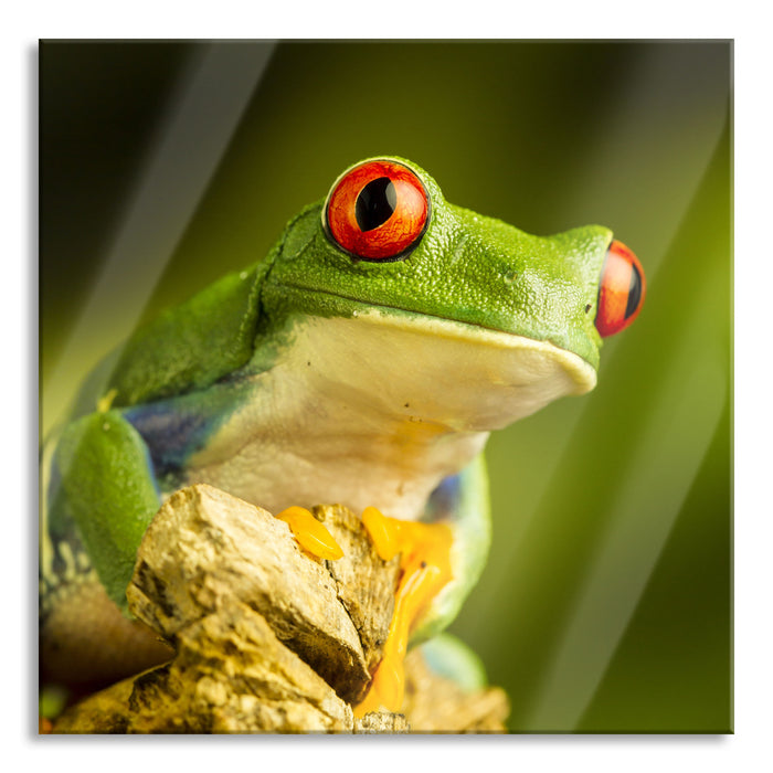 Grüner Rotaugen Frosch, Glasbild Quadratisch