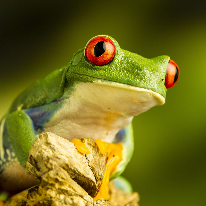 Grüner Rotaugen Frosch, Glasbild Quadratisch