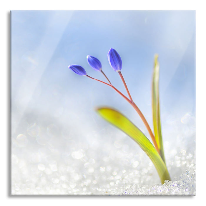 Pixxprint Blaue Knospen im Schnee, Glasbild Quadratisch