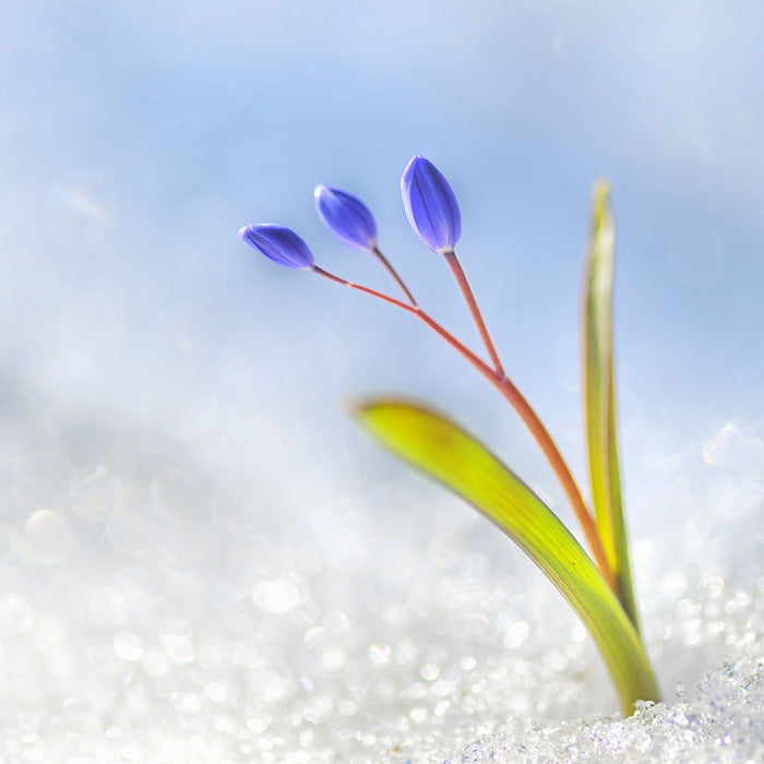 Blaue Knospen im Schnee, Glasbild Quadratisch