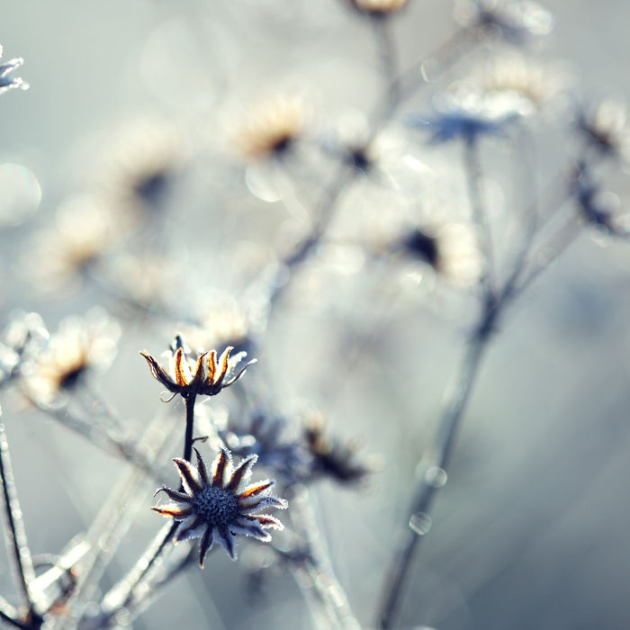 Pflanzen im Frost, Glasbild Quadratisch