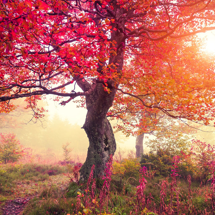 Traumhafte Herbstlandschaft, Glasbild Quadratisch