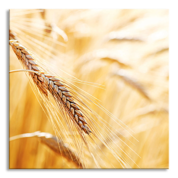 Weizen auf dem Feld, Glasbild Quadratisch