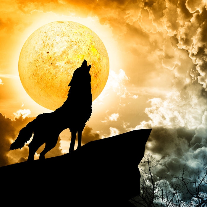 Wolf heult den Mond an, Glasbild Quadratisch