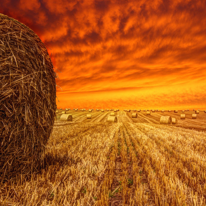 Feld im Sonnenuntergang, Glasbild Quadratisch