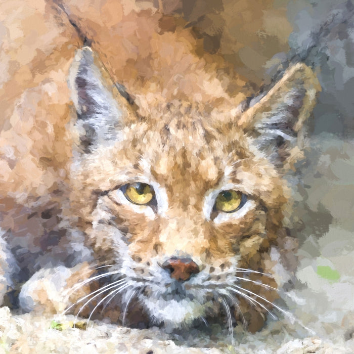 wachsamer Luchs, Glasbild Quadratisch