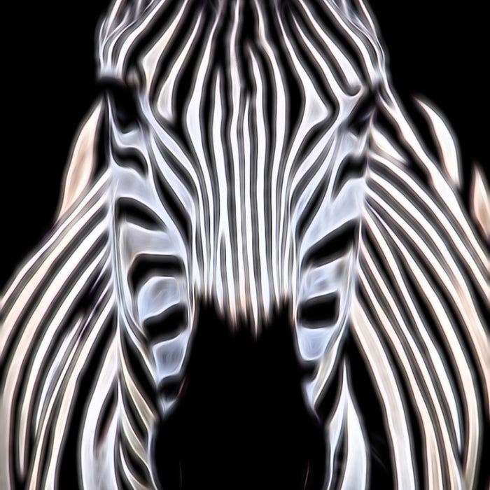 Zebra Porträt, Glasbild Quadratisch