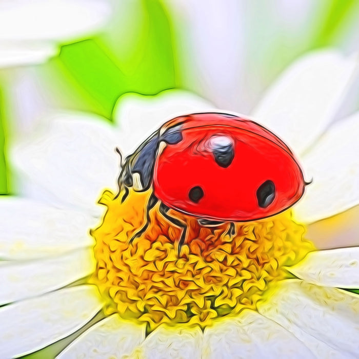 Marienkäfer auf Gänseblümchen, Glasbild Quadratisch