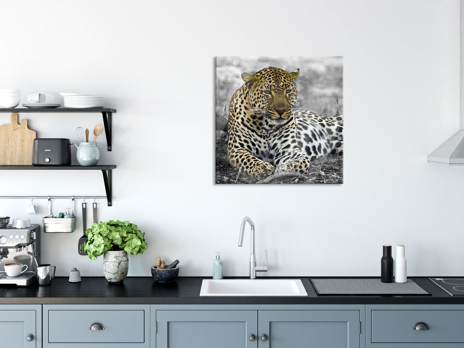 schöner Leopard liegt im Laub, Glasbild Quadratisch