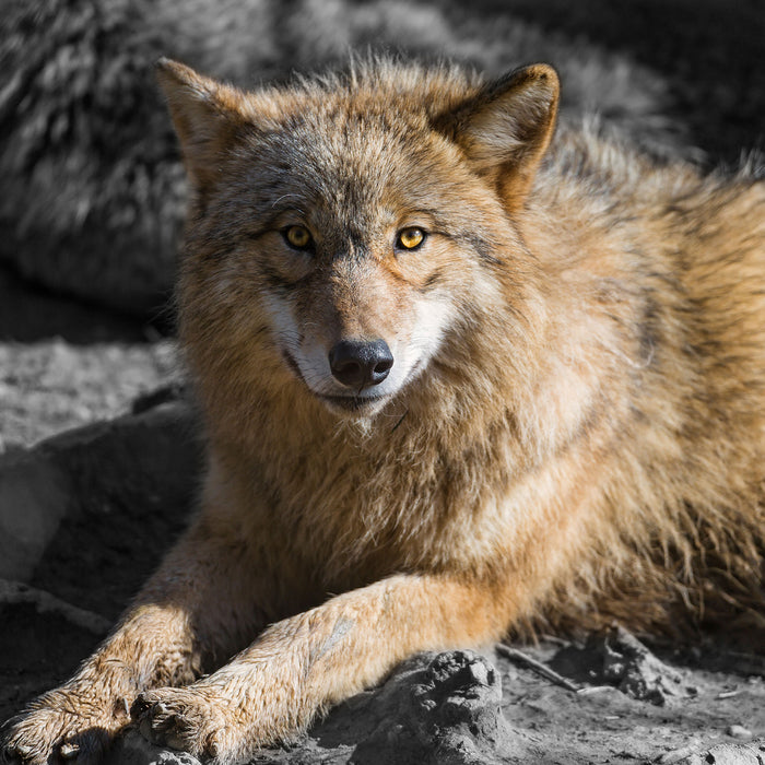 aufschauender majestätischer Wolf, Glasbild Quadratisch