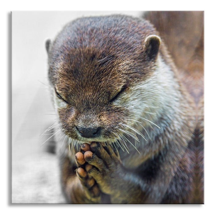 Pixxprint anmutiger kleiner Zwergotter, Glasbild Quadratisch