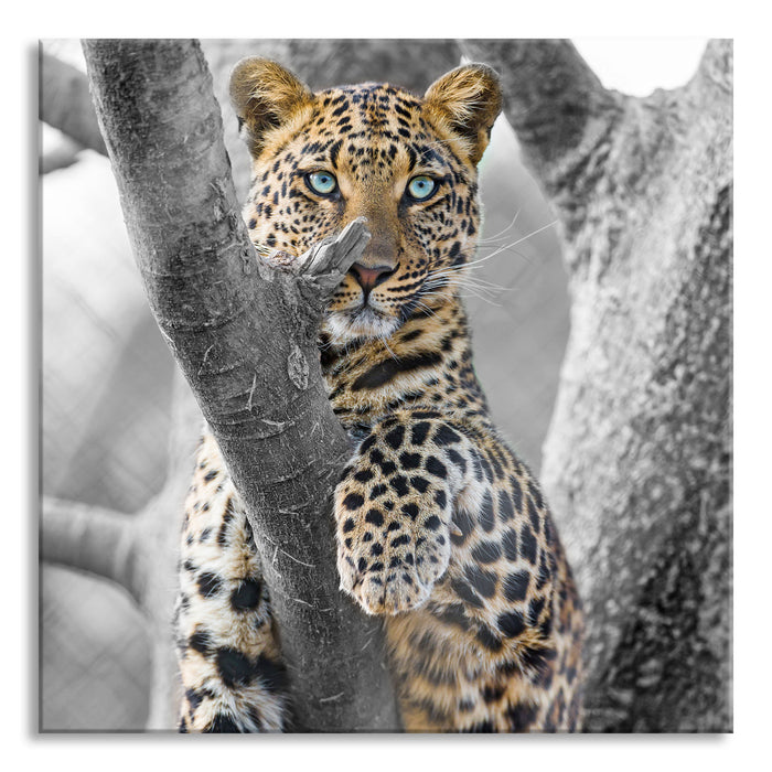 Pixxprint majestätischer Leopard auf Baum, Glasbild Quadratisch