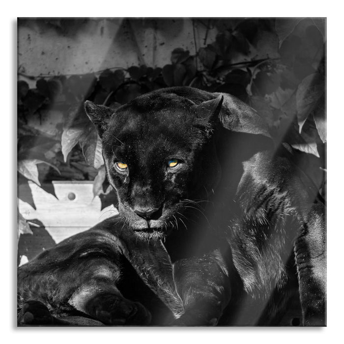 Pixxprint schwarzer Panther, Glasbild Quadratisch