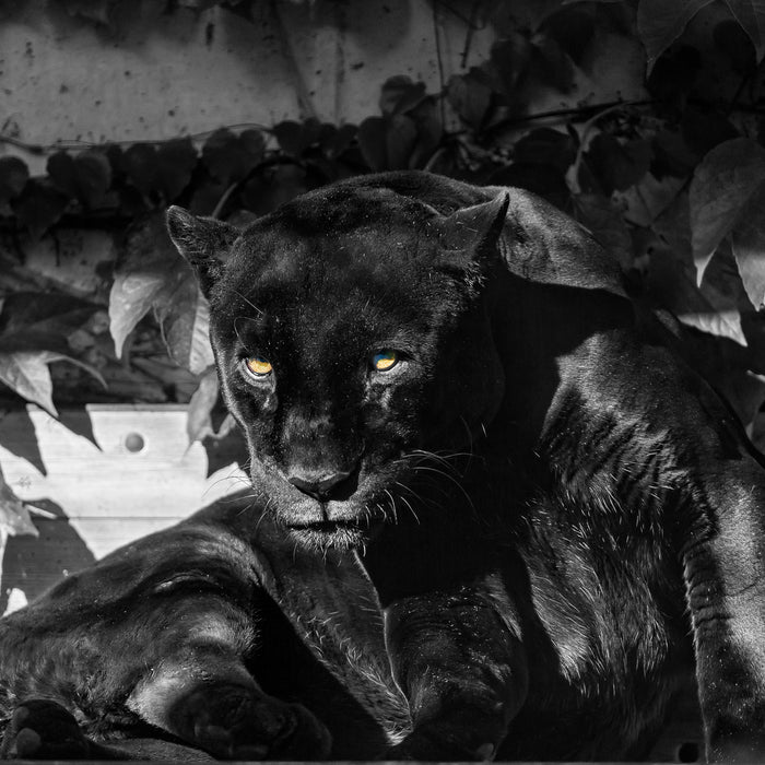 schwarzer Panther, Glasbild Quadratisch