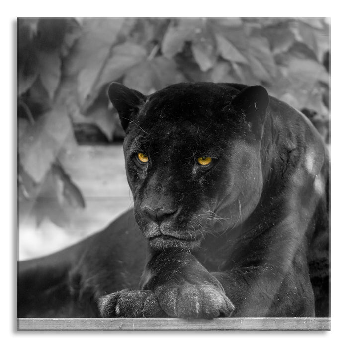 Pixxprint schöner schwarzer Panther, Glasbild Quadratisch