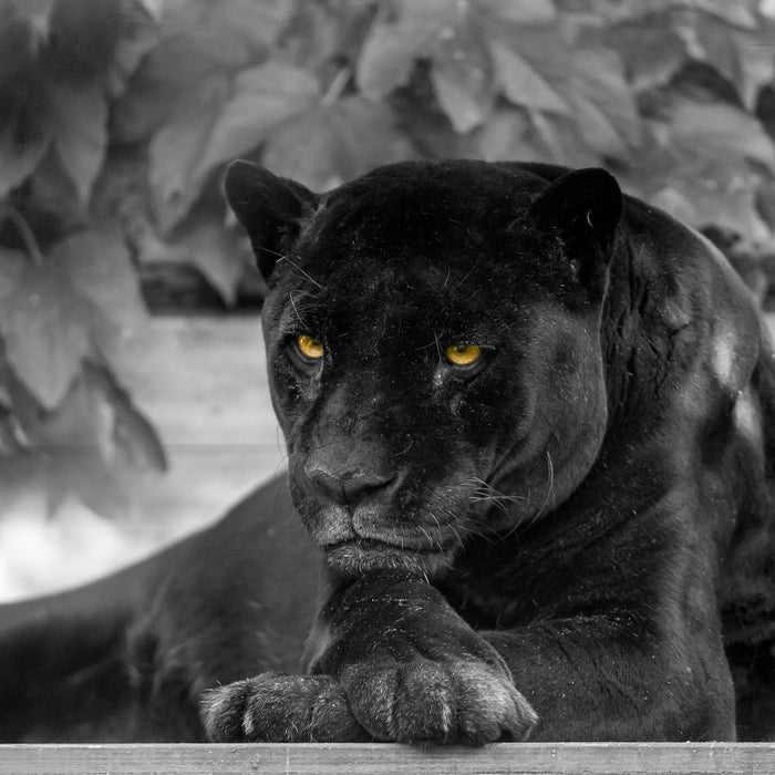 schöner schwarzer Panther, Glasbild Quadratisch