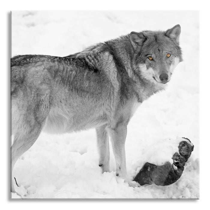 prächtiger Wolf im Schnee, Glasbild Quadratisch