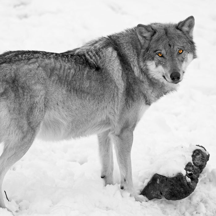 prächtiger Wolf im Schnee, Glasbild Quadratisch