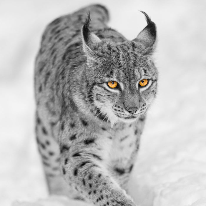 wunderschöner Luchs im Schnee, Glasbild Quadratisch