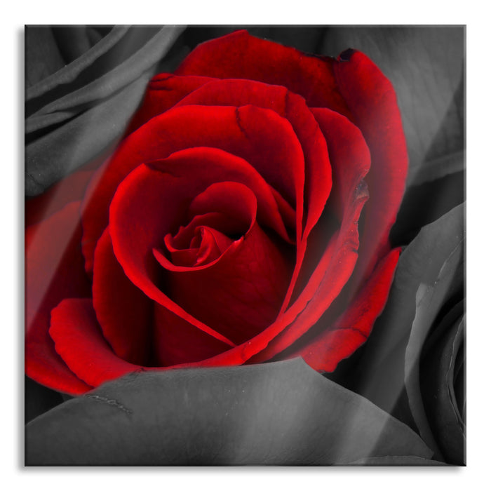 Pixxprint romantische rote Rosen, Glasbild Quadratisch