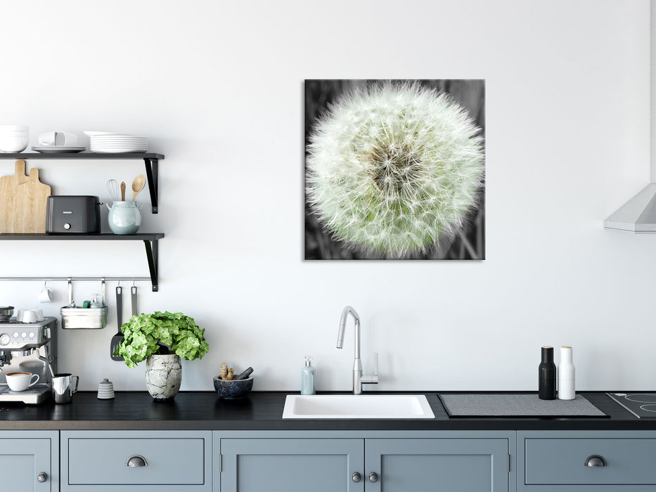 klassische zarte Pusteblume, Glasbild Quadratisch