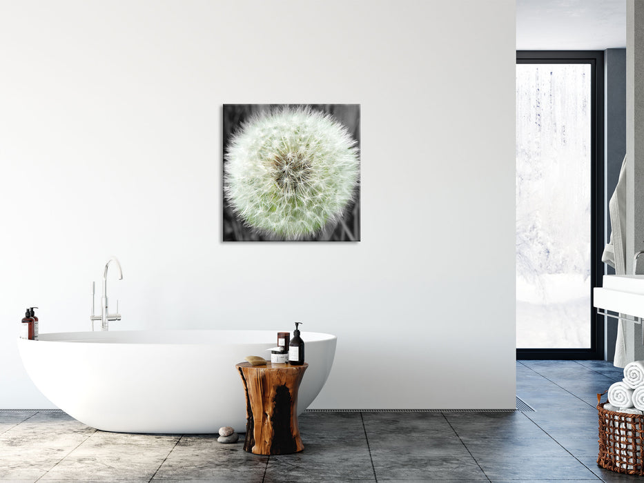 klassische zarte Pusteblume, Glasbild Quadratisch