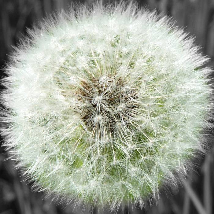 klassische zarte Pusteblume, Glasbild Quadratisch