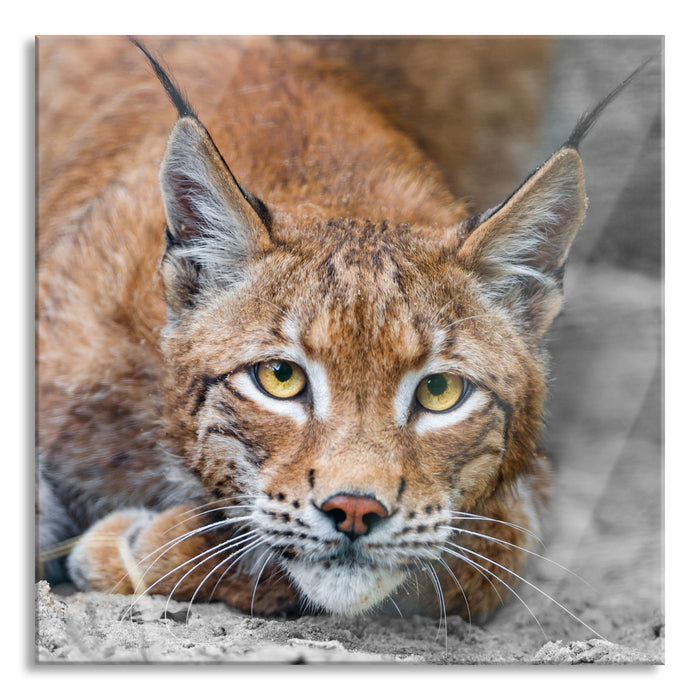 großer wachsamer Luchs, Glasbild Quadratisch