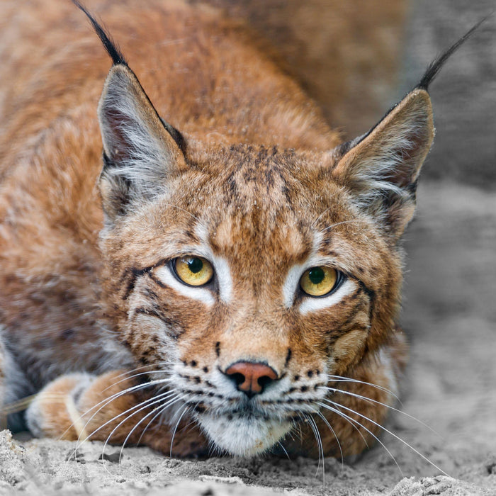 großer wachsamer Luchs, Glasbild Quadratisch