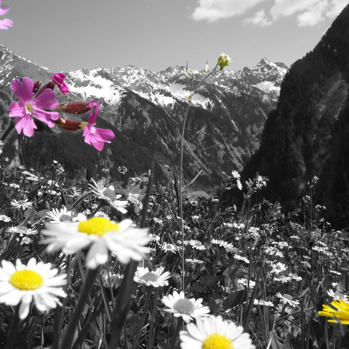 Alpenblumen, Glasbild Quadratisch