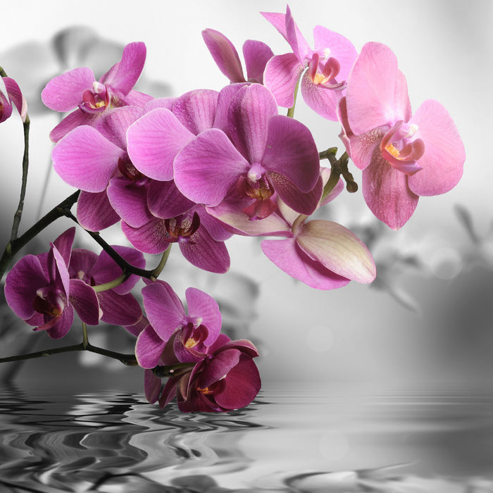 Orchideenblüten über Wasser, Glasbild Quadratisch