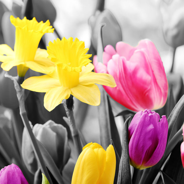 schöne Narzissen mit Tulpen, Glasbild Quadratisch