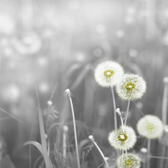 wunderschöne Pusteblumen, Glasbild Quadratisch