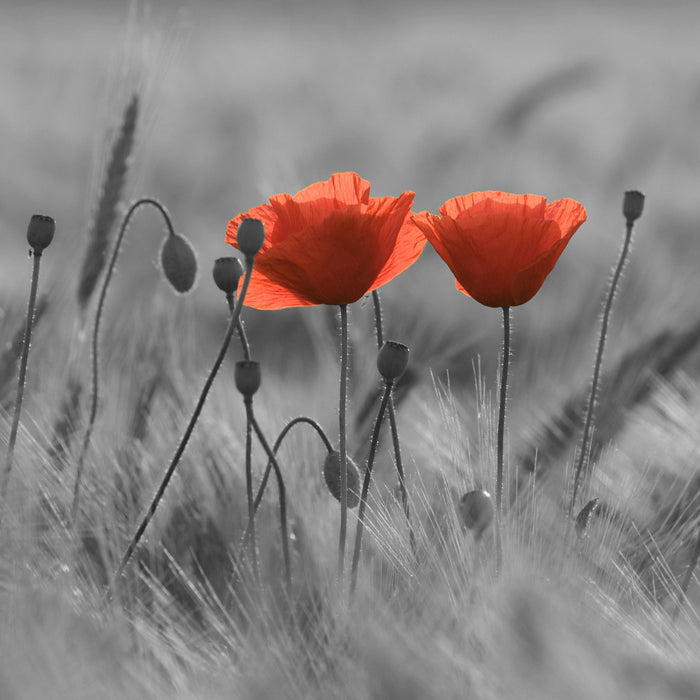 Mohnblumen auf einem Feld, Glasbild Quadratisch