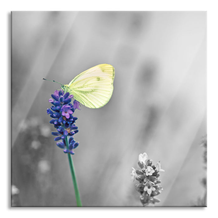 Pixxprint schöner Schmetterling auf Lavendel, Glasbild Quadratisch