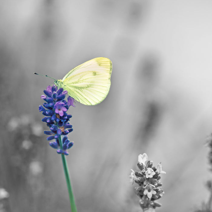 schöner Schmetterling auf Lavendel, Glasbild Quadratisch