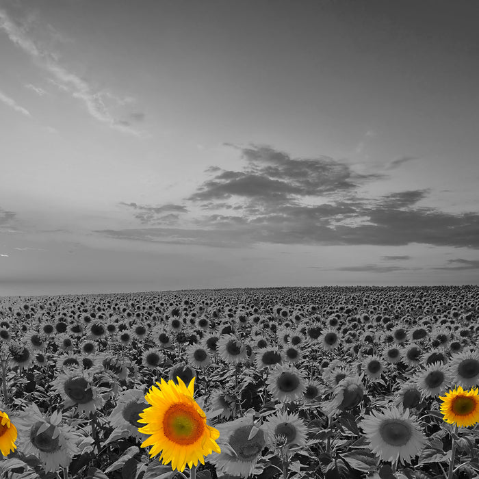 schönes Sonnenblumenfeld, Glasbild Quadratisch