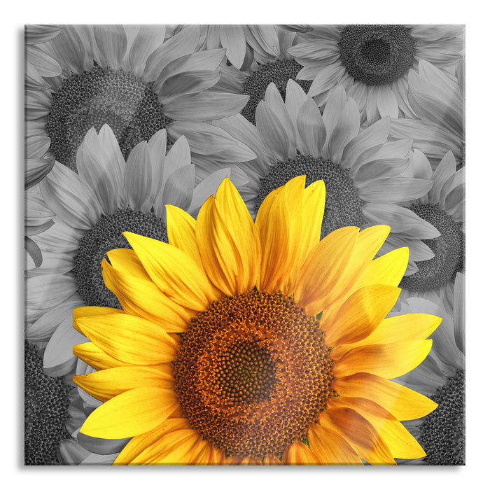 schöne Sonnenblumen, Glasbild Quadratisch