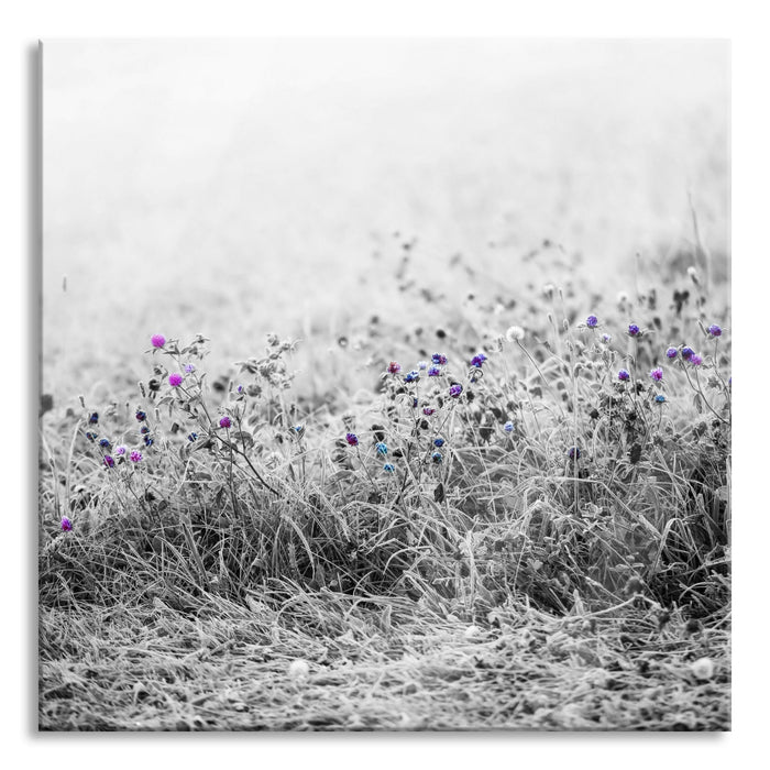 Pixxprint Distel Feld im Retro Look, Glasbild Quadratisch